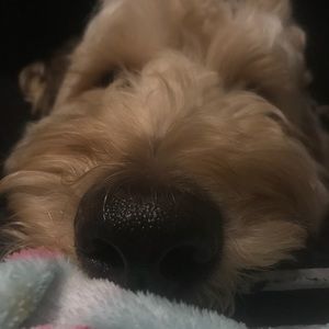 Meet your Posher, Johnet